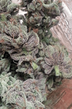 Master Kush Strain Online